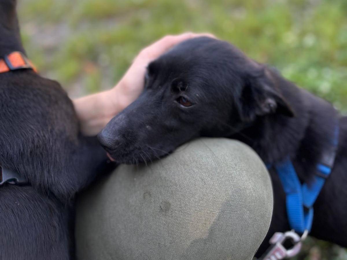 Vuoi adottare un cane a Cremona?