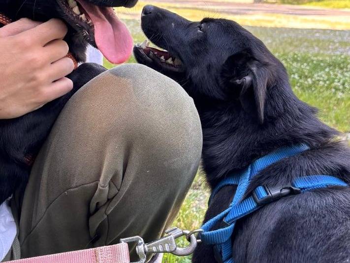 Adotta il cane RORY a Cremona