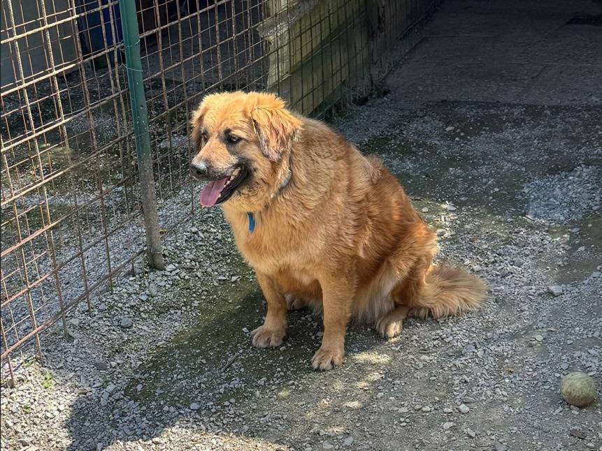 Adotta un cane, taglia media contenuta, maschio, Milano
