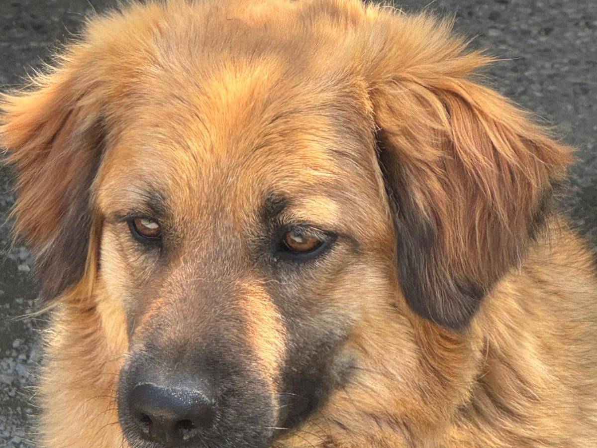 Vuoi adottare un cane a Milano?
