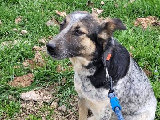 Adotta il cane DIVY a Milano