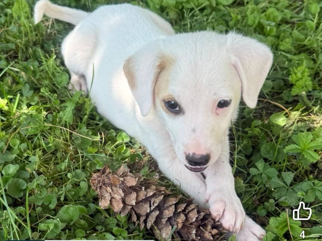 Foto dell'animale