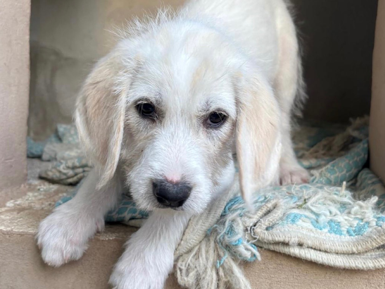 Adotta un cane, taglia media contenuta, maschio, Savona