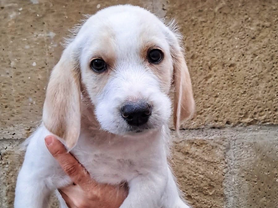 Adotta il cane Brandy a Savona