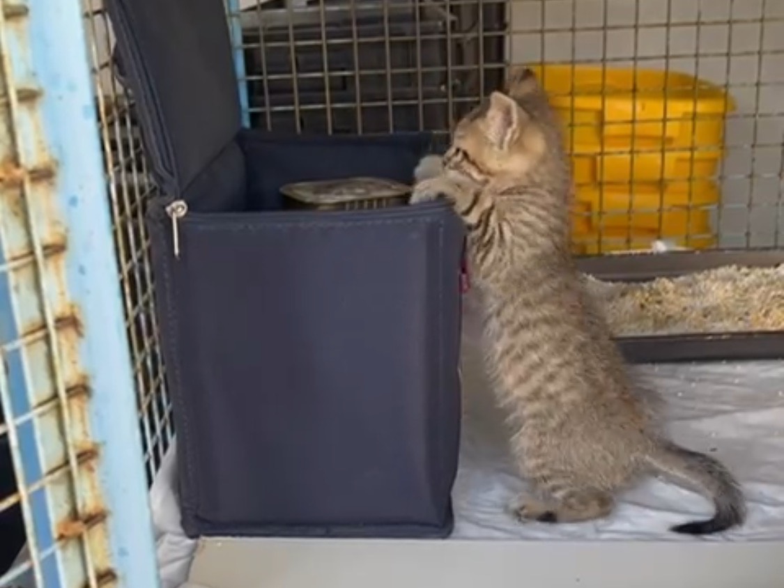Adotta un gatto, maschio, 1 mesi, Caserta