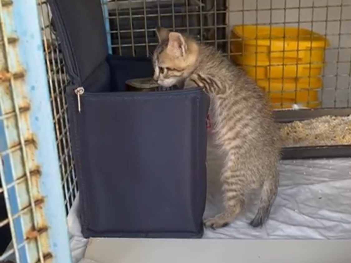 Adotta un gatto, taglia non valida, maschio, Caserta