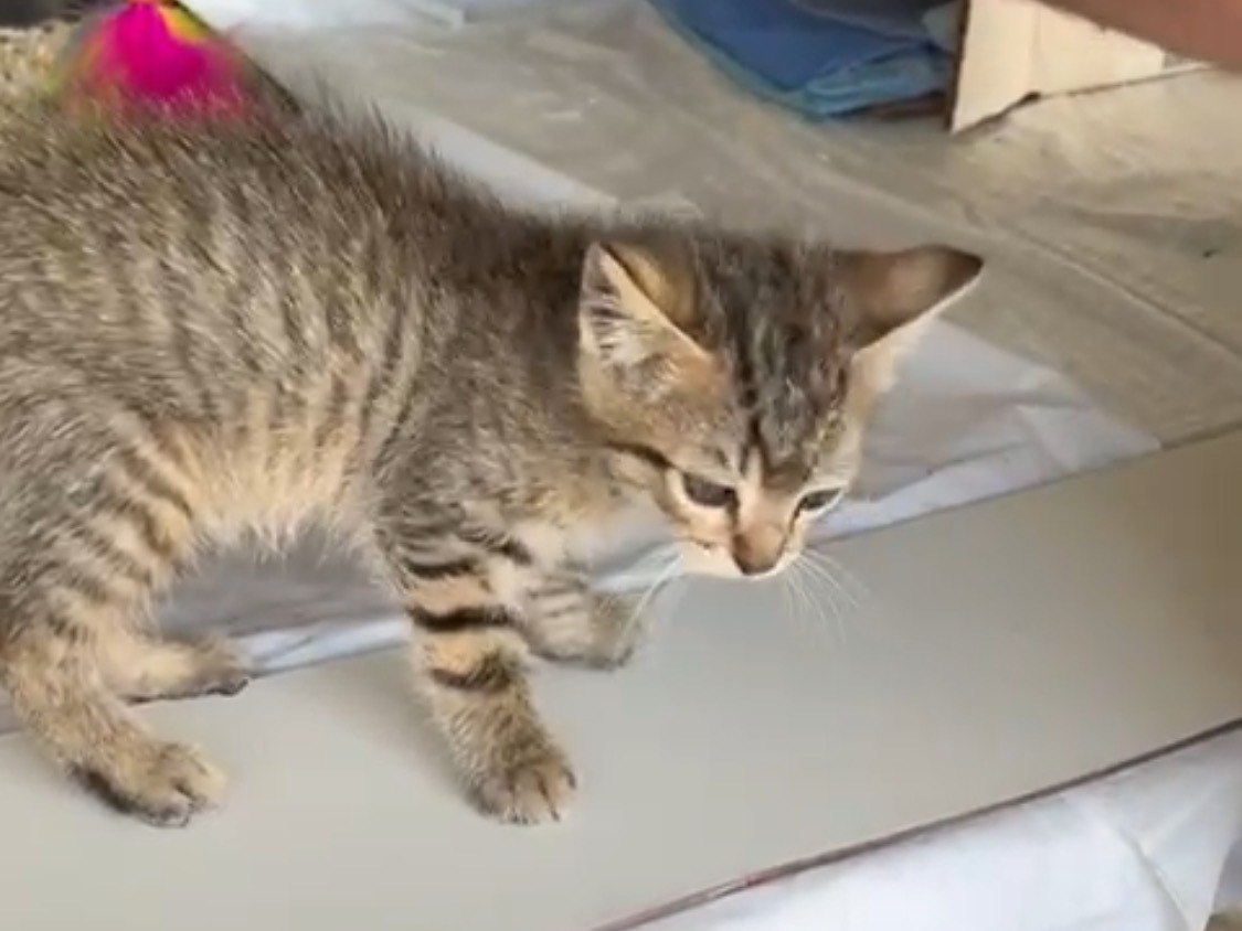 Vuoi adottare un gatto a Caserta?