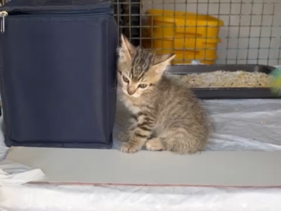 Adotta il gatto Daxy  a Caserta