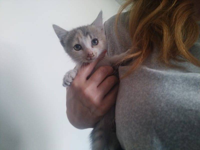 Adotta un gatto, femmina, 2 mesi, Matera