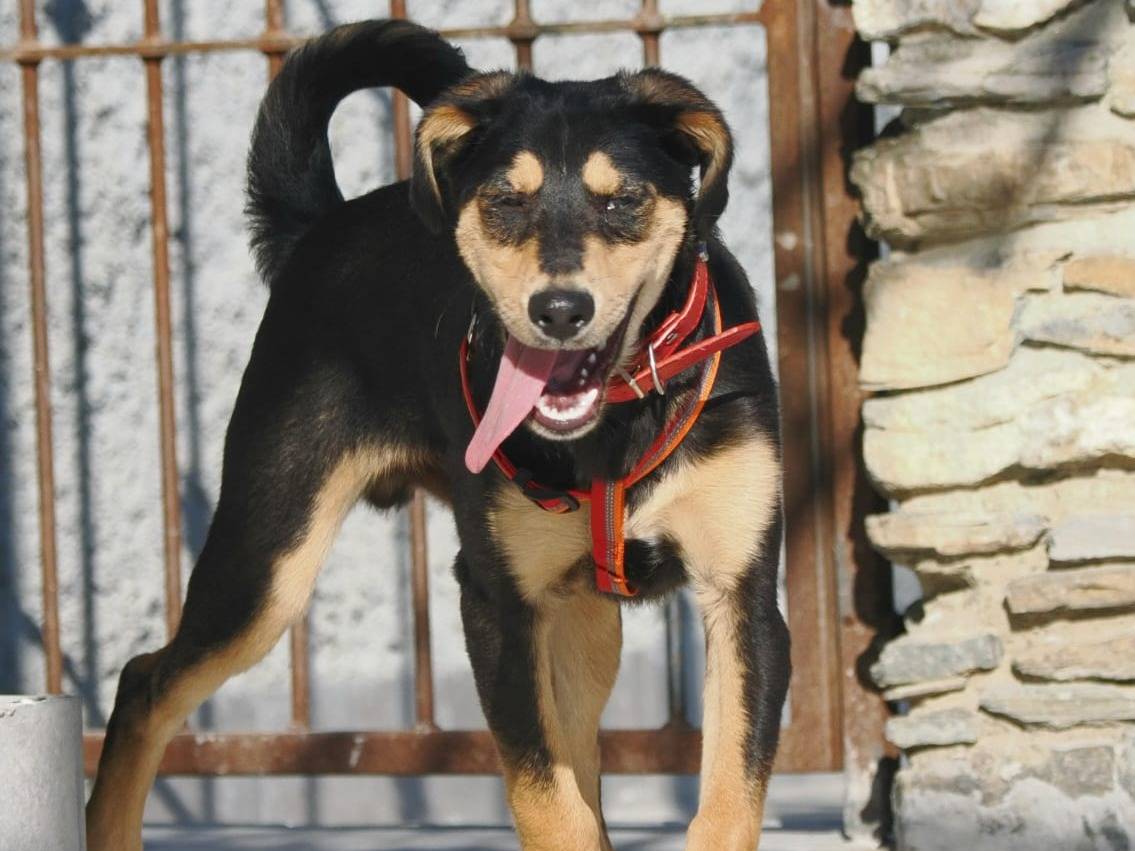 Adotta un cane, taglia media contenuta, maschio, Genova