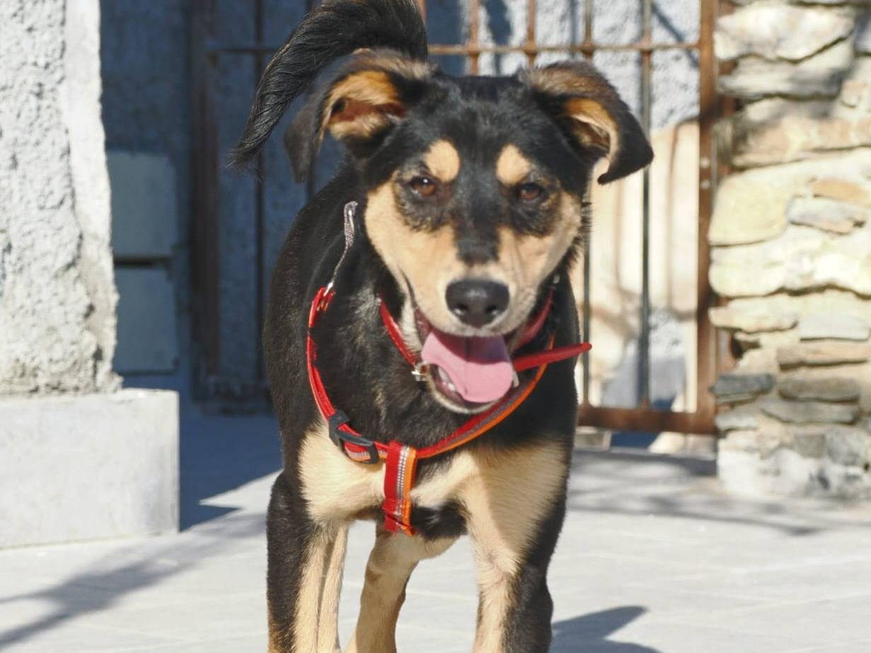 Vuoi adottare un cane a Genova?