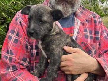 Adotta un cane, femmina, 4 mesi, Padova