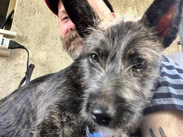 Adotta un cane, taglia piccola, femmina, Padova