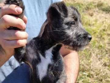 Adotta il cane ASTRA a Padova
