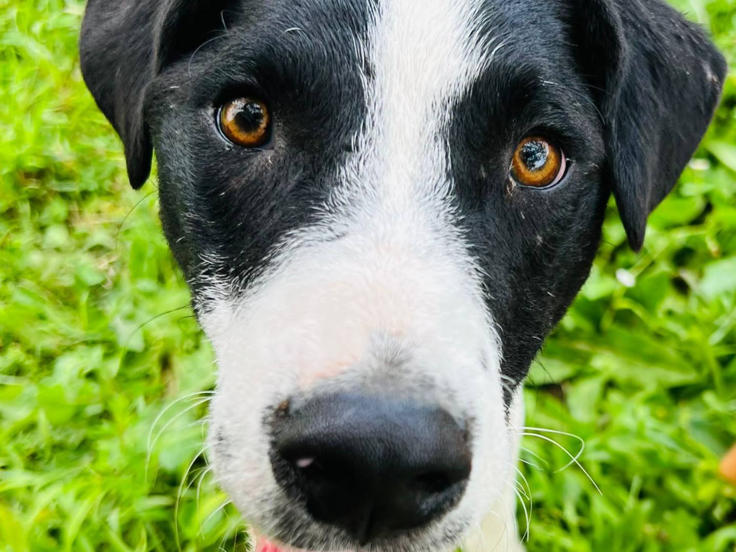 Adotta un cane, maschio, 8 mesi, Genova