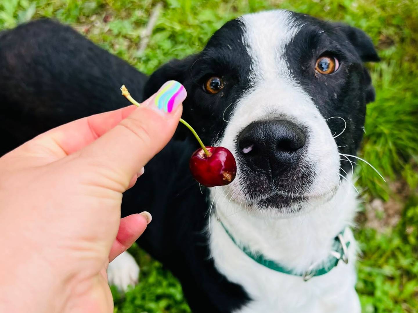 Adotta un cane, taglia media, maschio, Genova