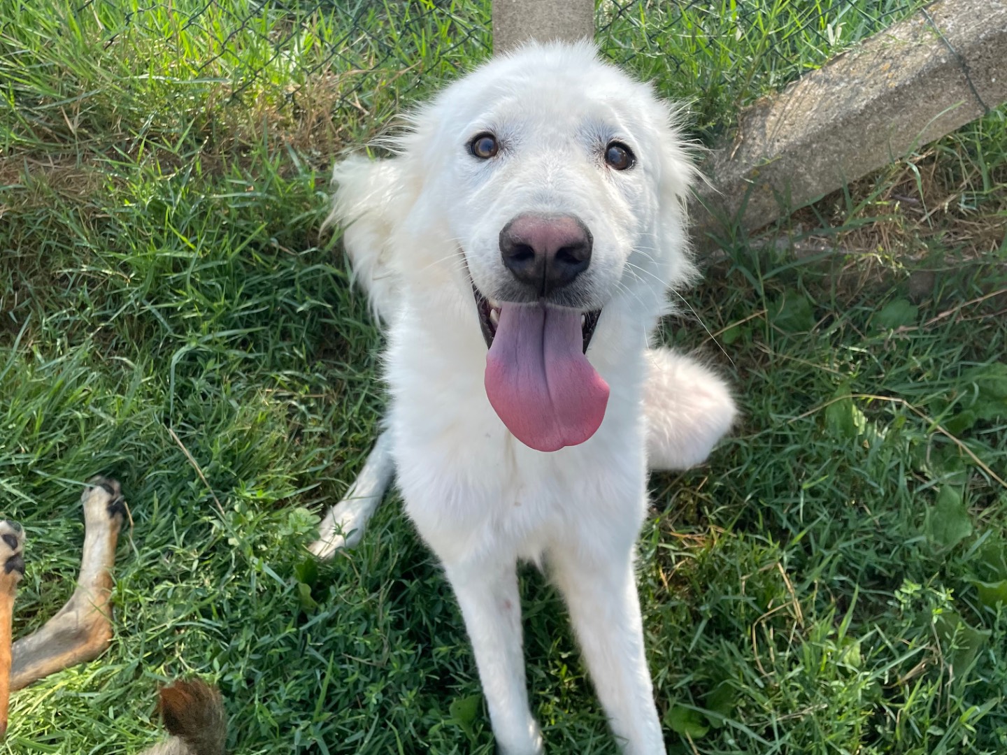 Adotta un cane, maschio, 2 anni e 9 mesi, Latina