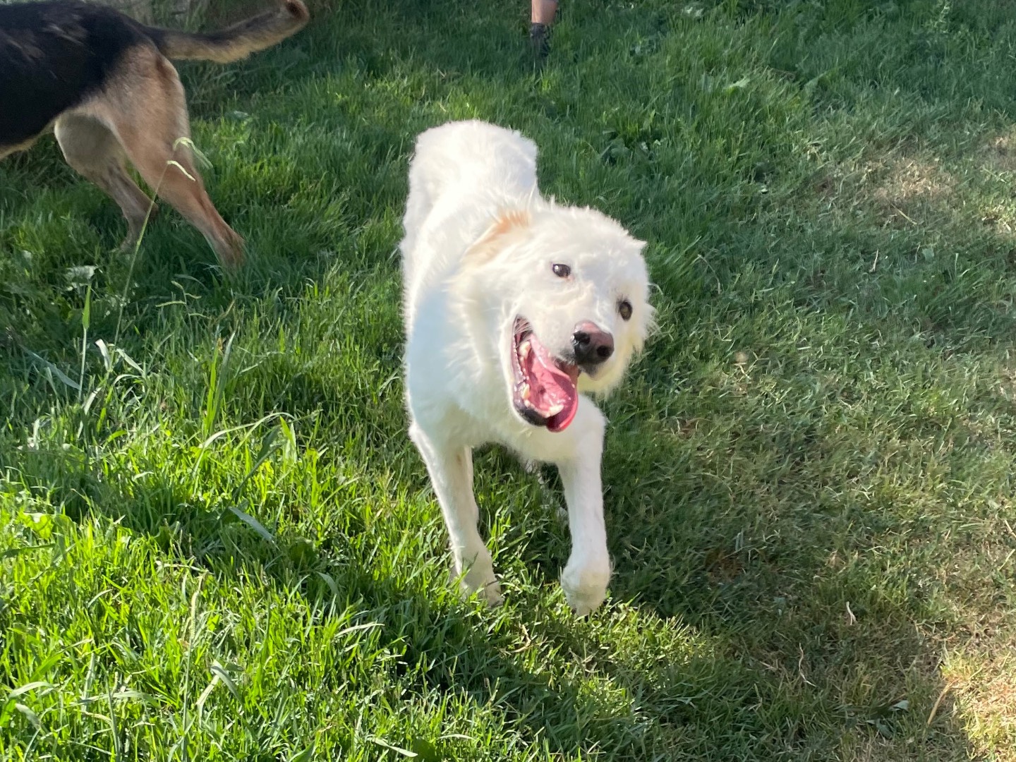 Adotta un cane, taglia media, maschio, Latina