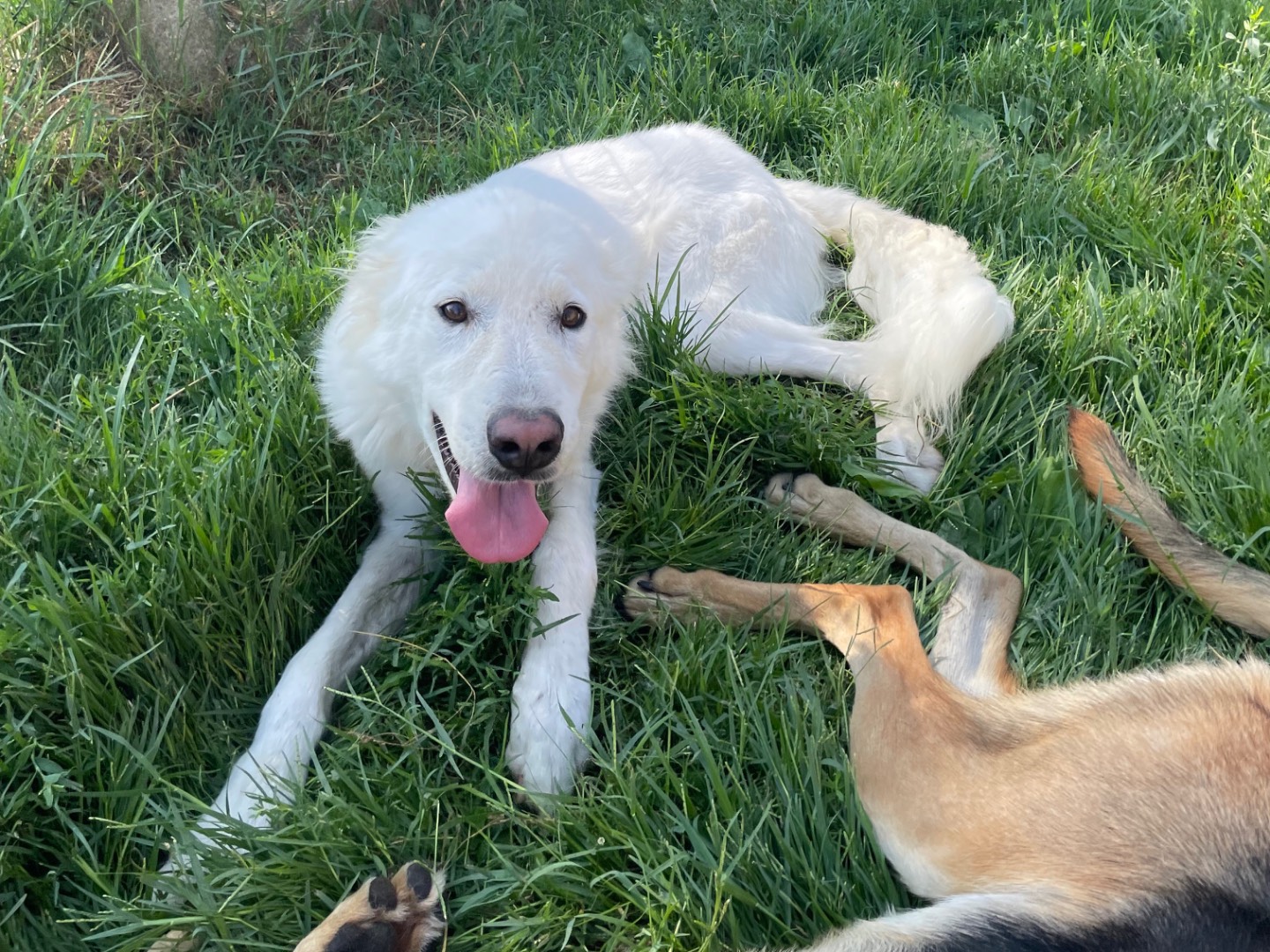 Vuoi adottare un cane a Latina?