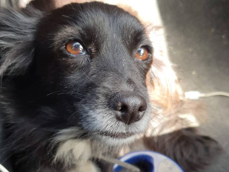 Adozione cane, femmina, Razza sconosciuta Razza sconosciuta, 7 anni e 2 mesi, taglia piccola, Milano