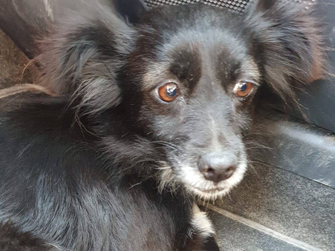 Adotta un cane, femmina, 7 anni e 2 mesi, Milano