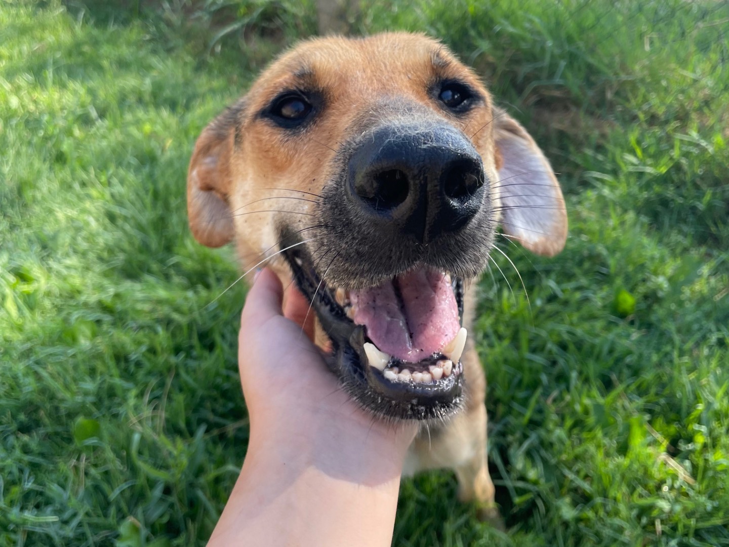 Adotta un cane, femmina, 6 anni  e 4 mesi , Latina