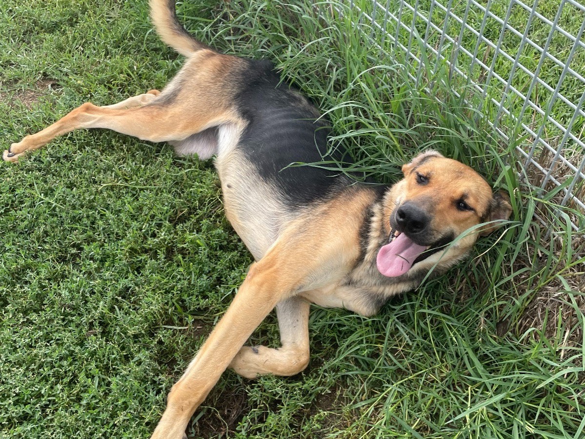 Adotta un cane, taglia media, femmina, Latina