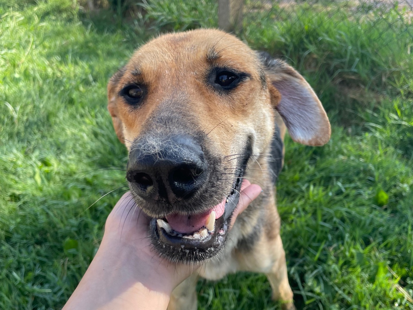 Adotta il cane Tina a Latina