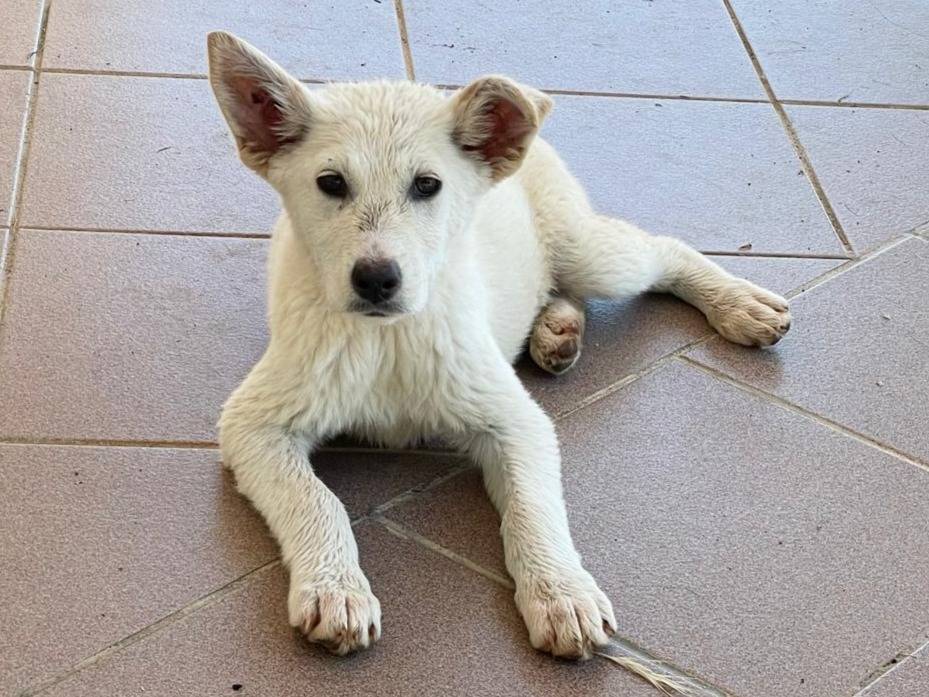 Adotta un cane, taglia media, femmina, Frosinone