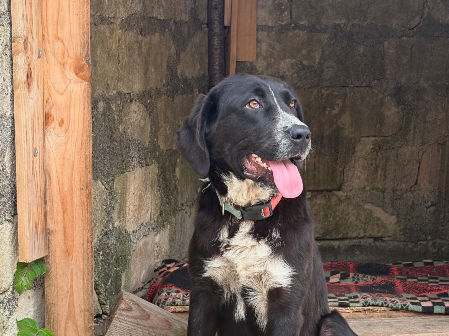 Adotta un cane, femmina, 1 anno e 1 mese, Siracusa