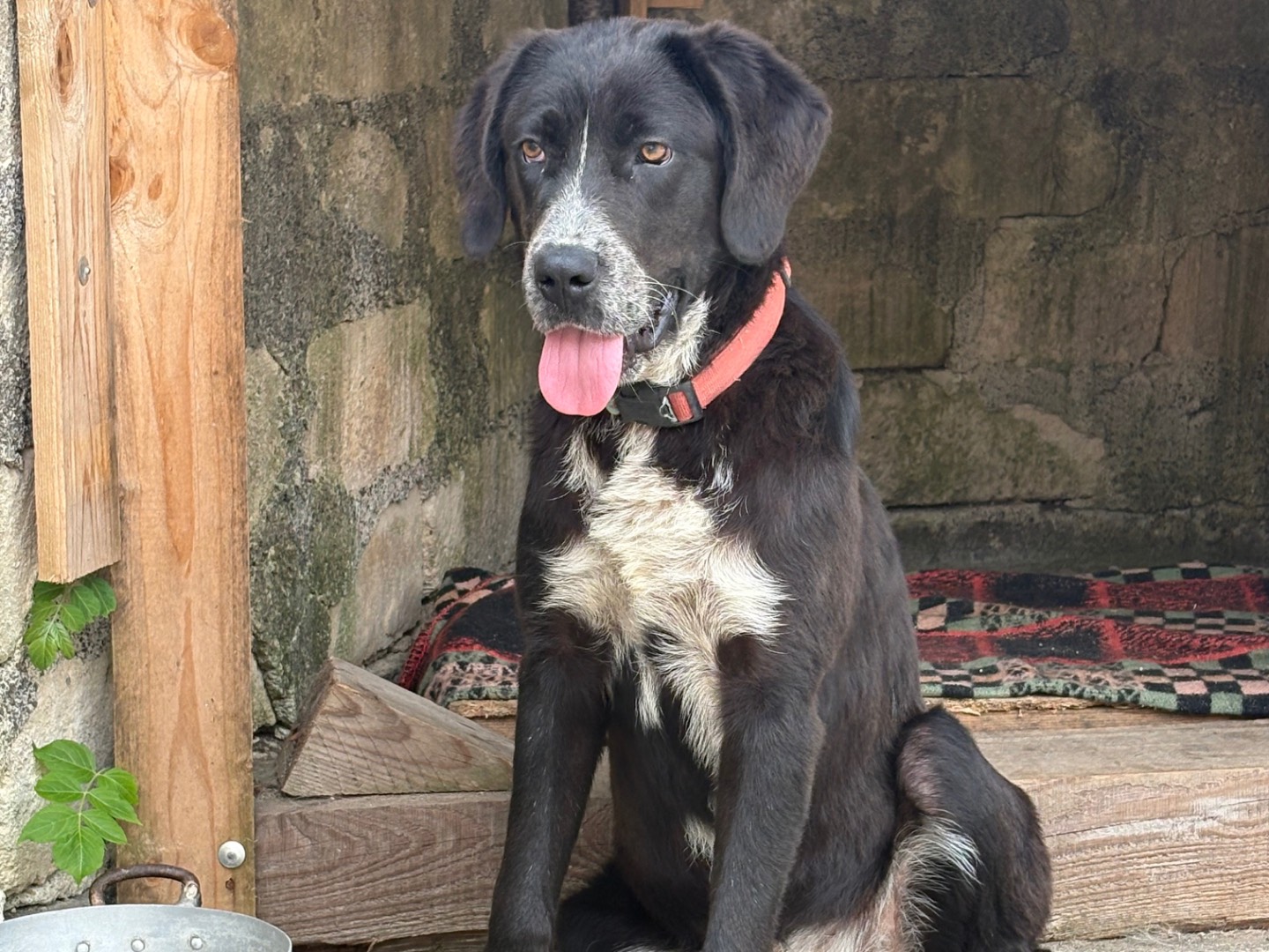 Adotta un cane, taglia grande, femmina, Siracusa