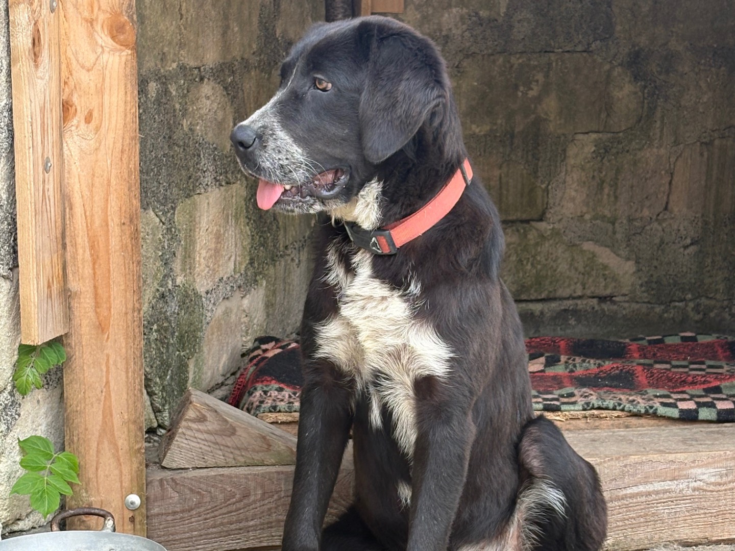 Adotta il cane Bella  a Siracusa