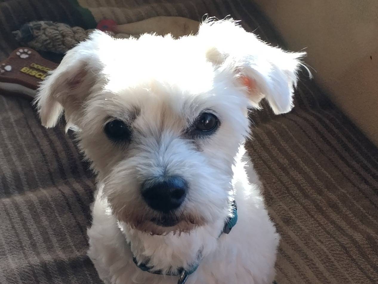 Adotta un cane, maschio, 8 anni  e 11 mesi , Viterbo