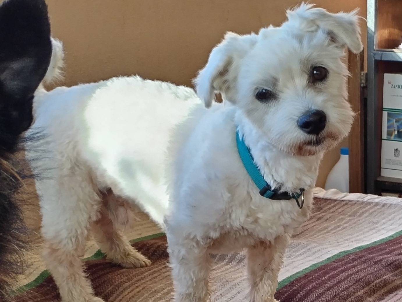 Adotta un cane, taglia piccola, maschio, Viterbo