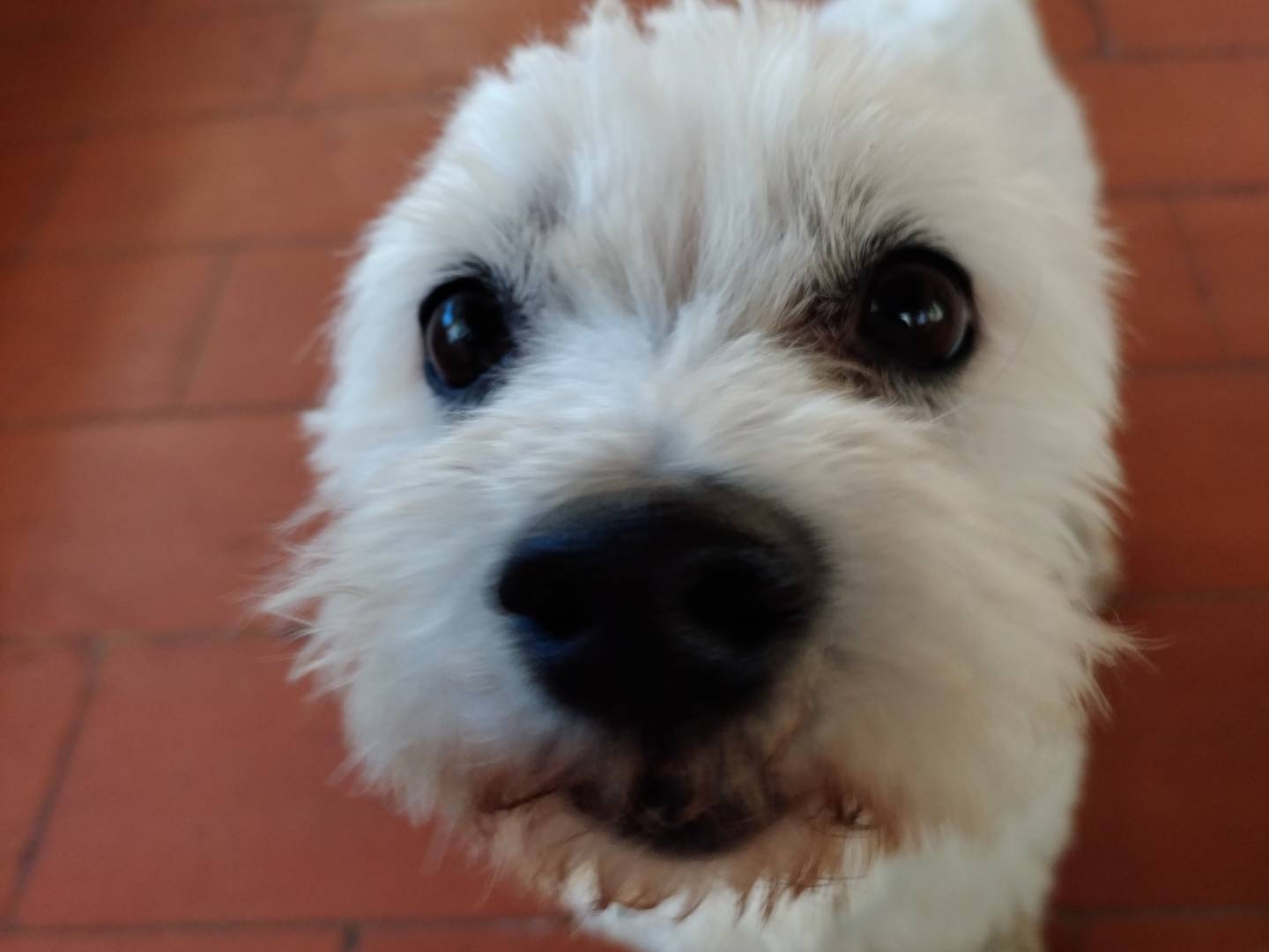 Vuoi adottare un cane a Viterbo?