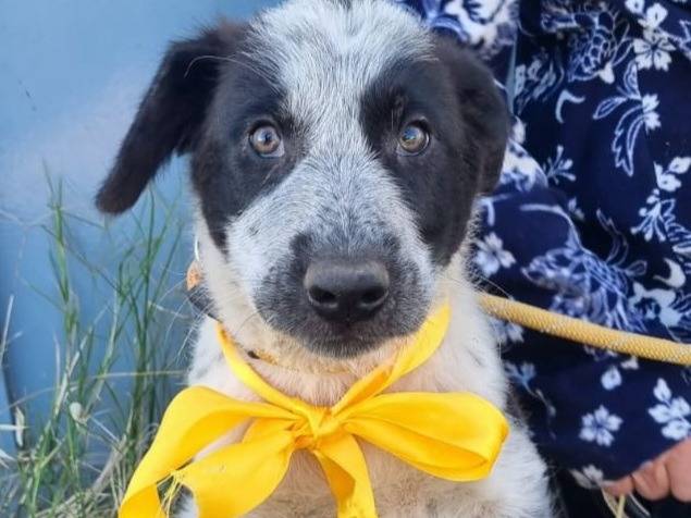 Adotta un cane, maschio, 2 mesi, Varese