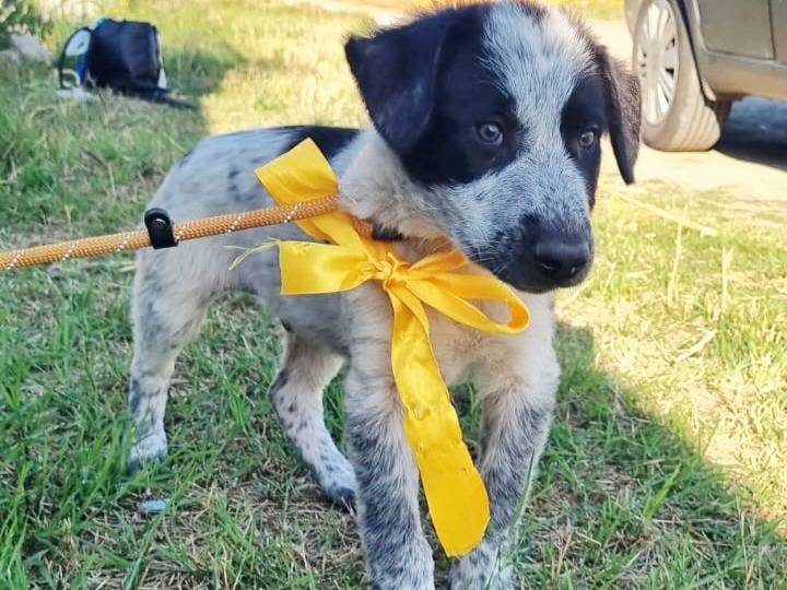 Adotta un cane, taglia media, maschio, Varese