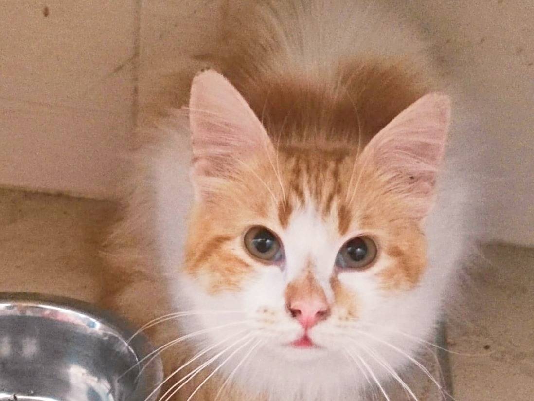 Adotta un gatto, maschio, 7 mesi, Cremona