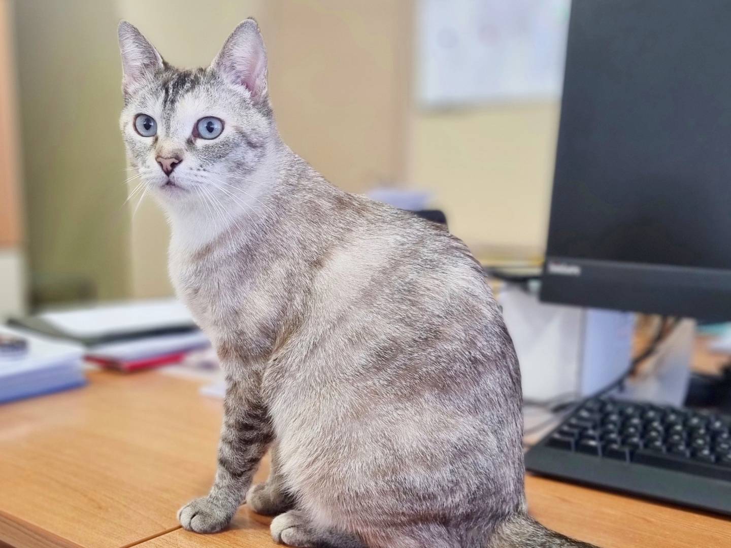Adotta un gatto, femmina, 1 anno e 7 mesi , Cremona