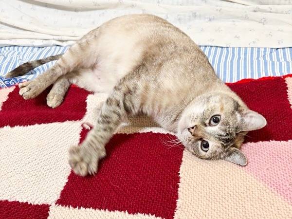 Adotta un gatto, taglia non valida, femmina, Cremona