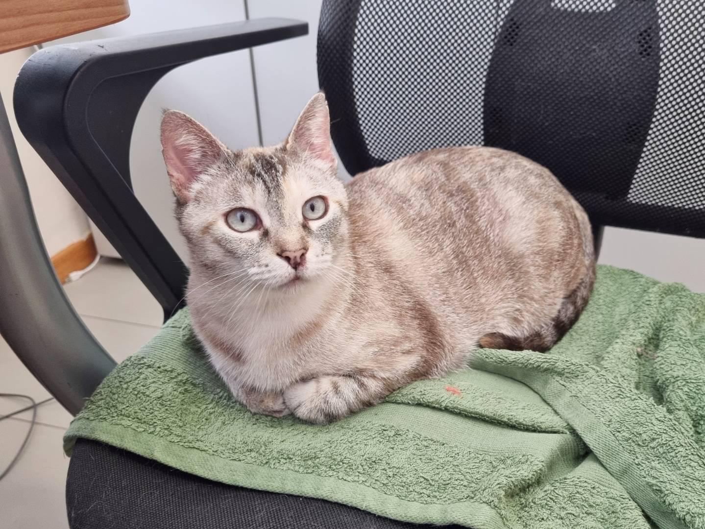 Vuoi adottare un gatto a Cremona?