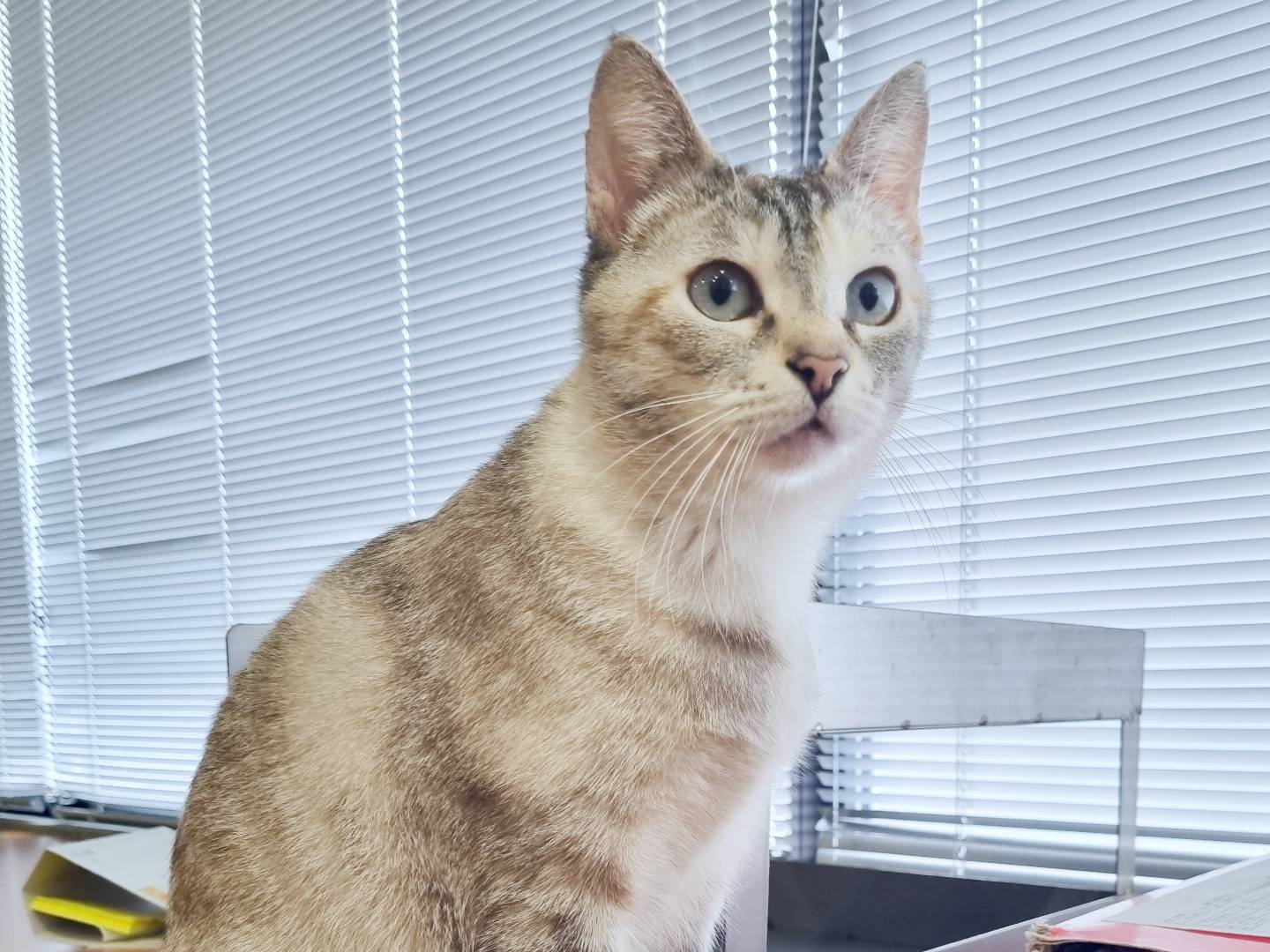 Adotta il gatto MINU a Cremona