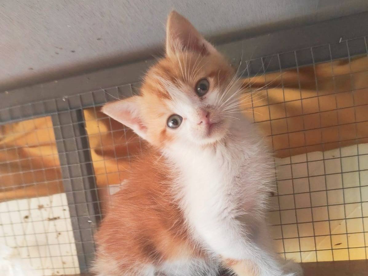 Foto dell'animale