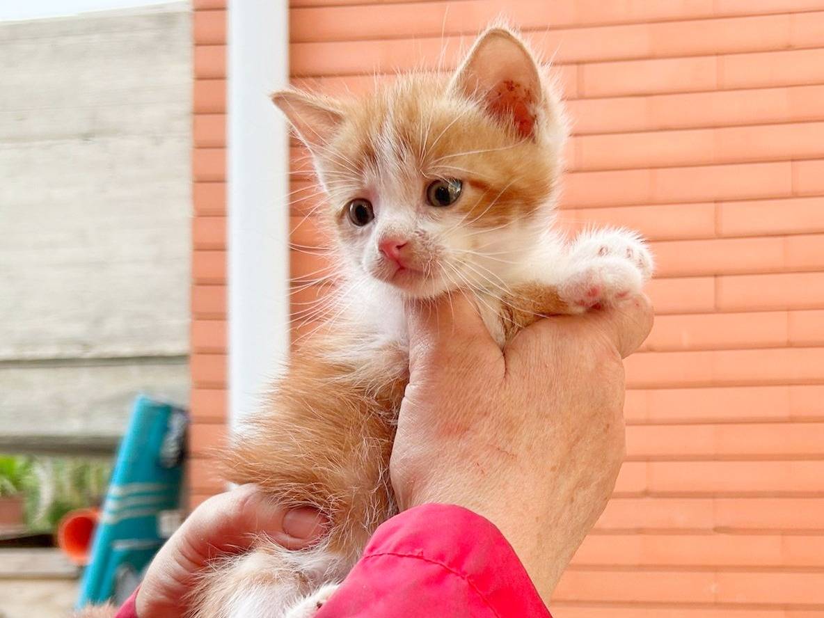 Adotta un gatto, maschio, 0 mesi, Cremona
