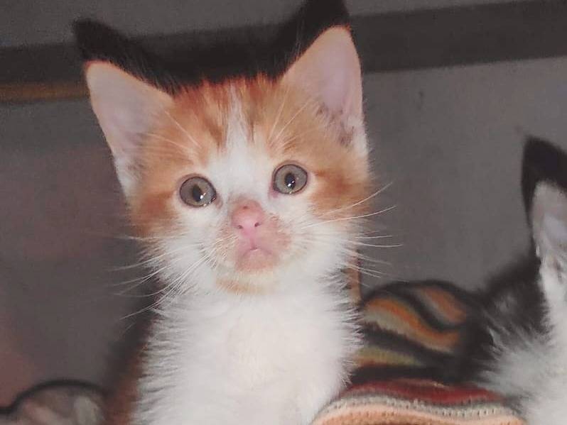Adotta un gatto, taglia non valida, maschio, Cremona