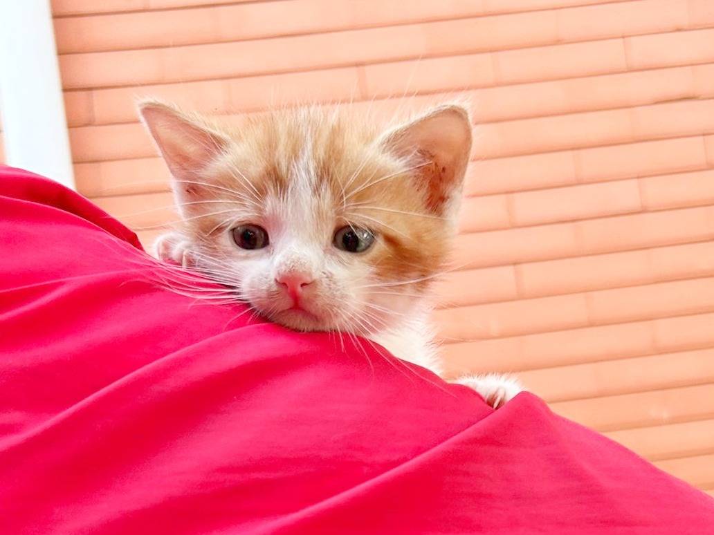 Vuoi adottare un gatto a Cremona?