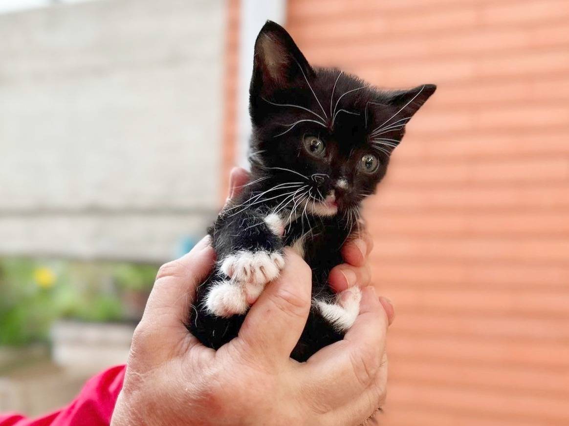 Foto dell'animale