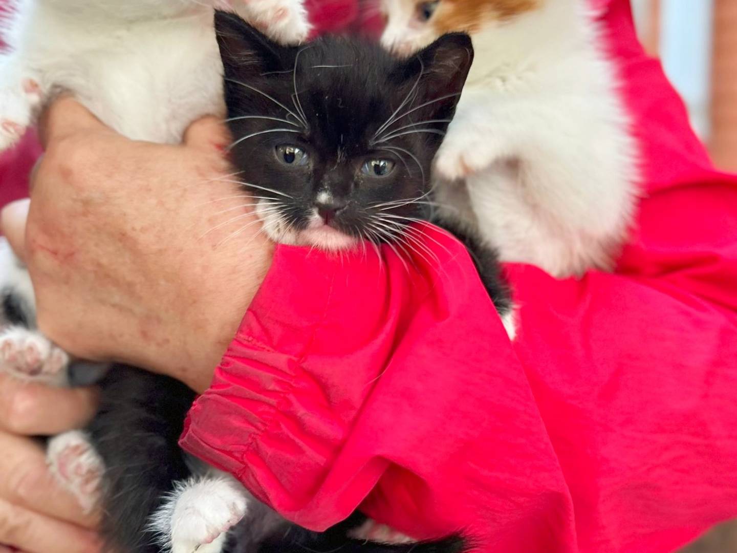 Adotta un gatto, maschio, 0 mesi, Cremona