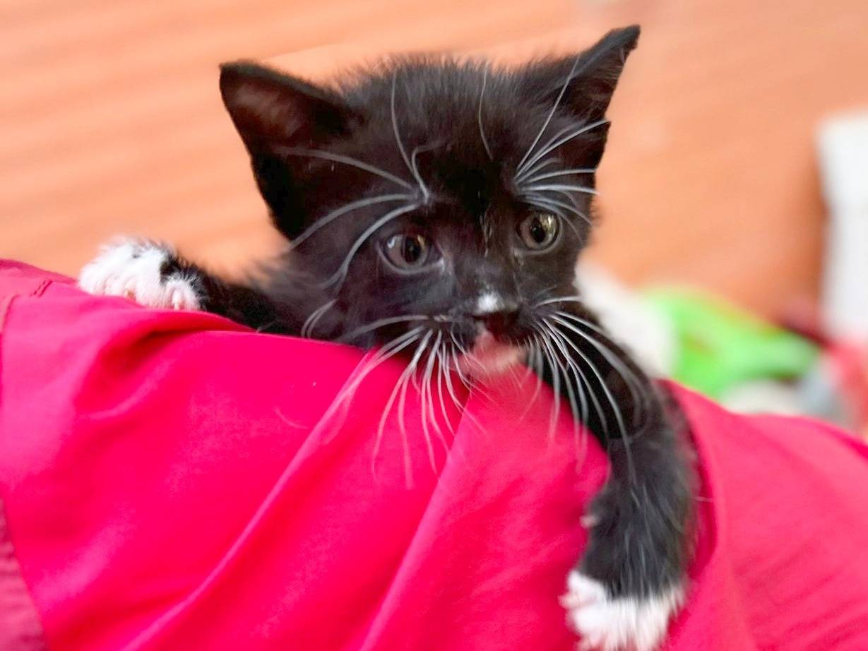 Adotta un gatto, taglia non valida, maschio, Cremona