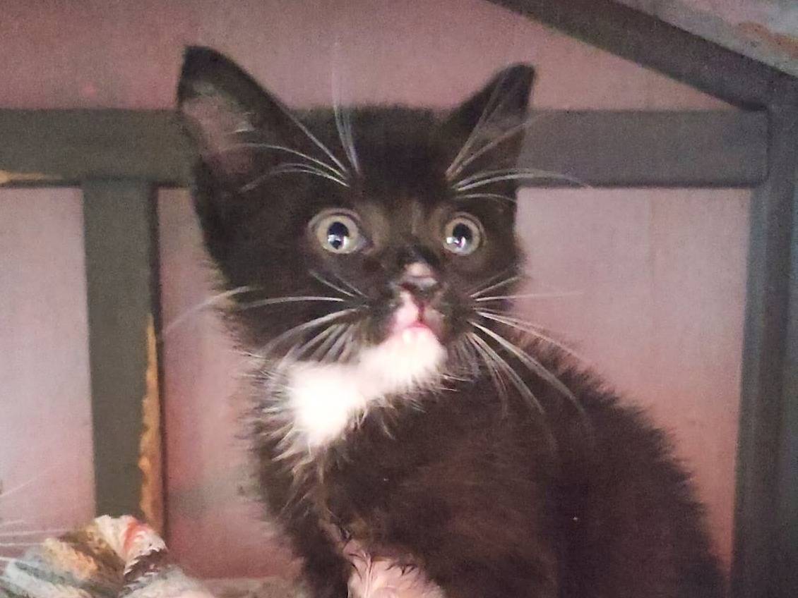 Vuoi adottare un gatto a Cremona?